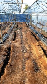 팜모닝 포도·영농일지 게시글 이미지