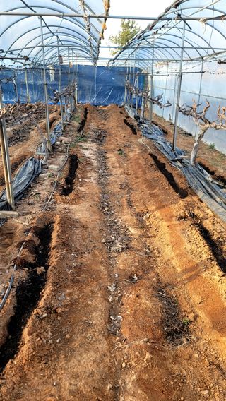 이훈재님의 포도 · 영농일지 작성글 사진