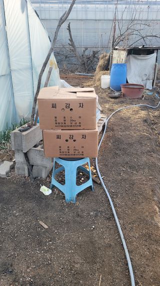 정지덕님의 감자 · 영농일지 작성글 사진