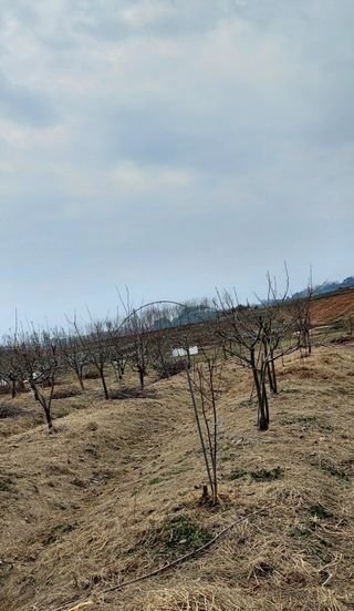 내장상동초보농부님의 기타작물 · 영농일지 작성글 사진