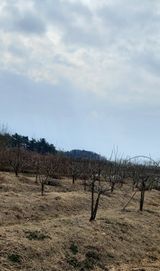 팜모닝 기타작물·영농일지 게시글 이미지