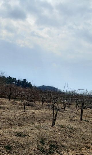 내장상동초보농부님의 기타작물 · 영농일지 작성글 사진