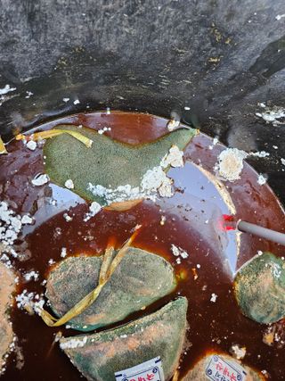 제주 지안이네농장님의 기타작물 · 영농일지 작성글 사진