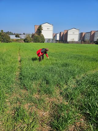 제주 지안이네농장님의 기타작물 · 영농일지 작성글 사진