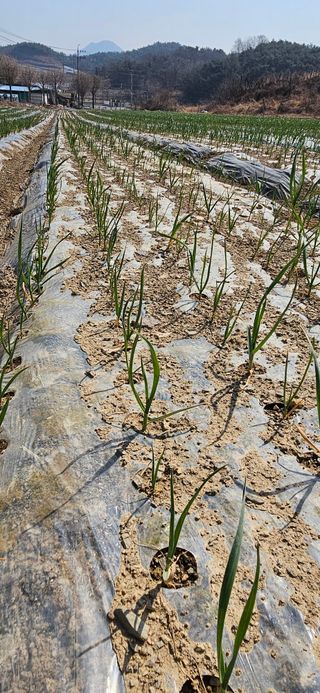 구춘봉님의 마늘 · 영농일지 작성글 사진