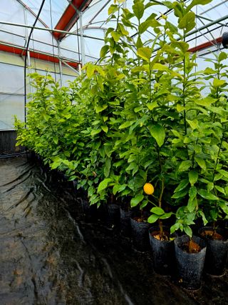 민성종묘(감귤묘목)님의 귤 · 영농일지 작성글 사진