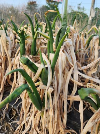 양기수님의 파 · 영농일지 작성글 사진