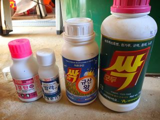 오이8898황산면님의 마늘 · 영농일지 작성글 사진