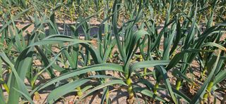 구춘봉님의 마늘 · 영농일지 작성글 사진