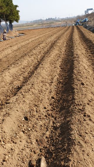 수성농민님의 기타작물 · 영농일지 작성글 사진