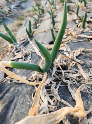 양기수님의 파 · 영농일지 작성글 사진