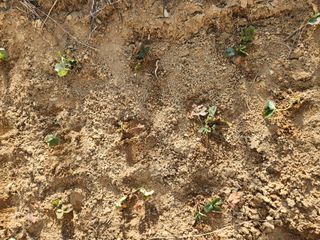 진명환님의 기타작물 · 영농일지 작성글 사진