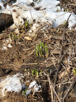 병풍취산채농원님의 기타작물 · 영농일지 작성글 사진