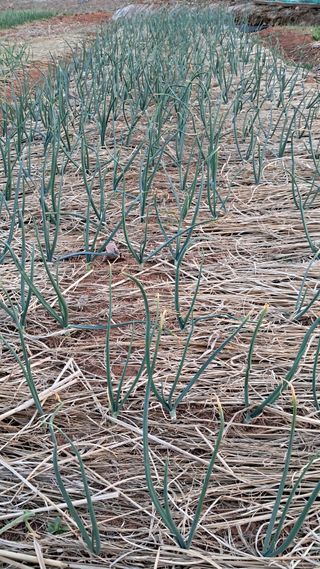 bpjh9173님의 기타작물 · 자유게시판 작성글 사진