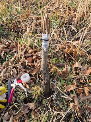 팜모닝회원류한배님의 기타작물 · 영농일지 작성글 사진