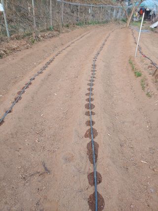 박상현님의 기타작물 · 영농일지 작성글 사진