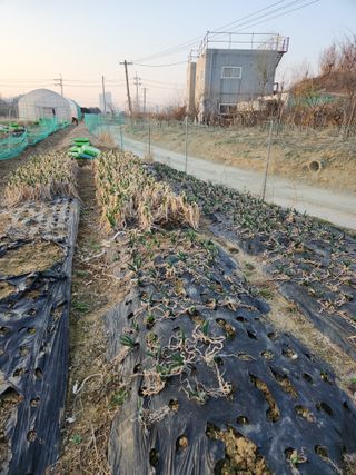 양기수님의 파 · 영농일지 작성글 사진