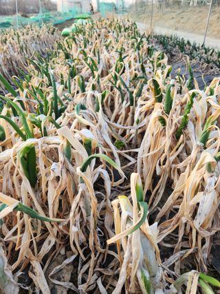 양기수님의 파 · 영농일지 작성글 사진