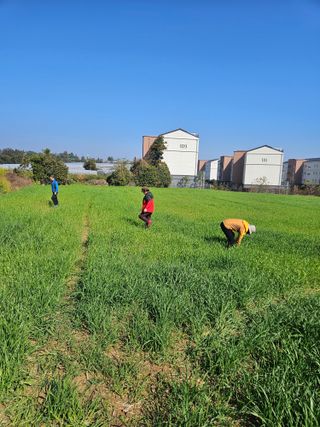 제주 지안이네농장님의 기타작물 · 영농일지 작성글 사진