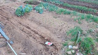 김영규님의 기타작물 · 영농일지 작성글 사진