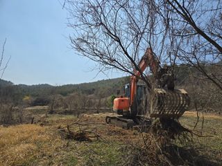 황금농장님의 매실 · 영농일지 작성글 사진