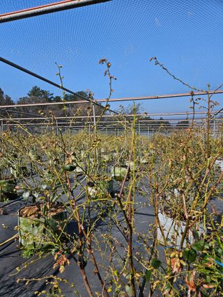 제주 지안이네농장님의 기타작물 · 영농일지 작성글 사진