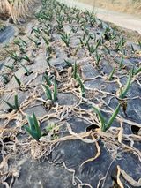 팜모닝 파·영농일지 게시글 이미지