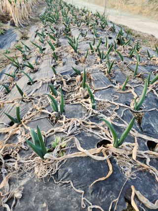 양기수님의 파 · 영농일지 작성글 사진