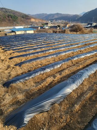 이상욱님의 옥수수 · 영농일지 작성글 사진