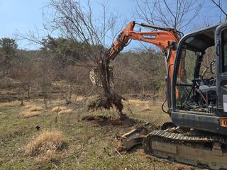 황금농장님의 매실 · 영농일지 작성글 사진