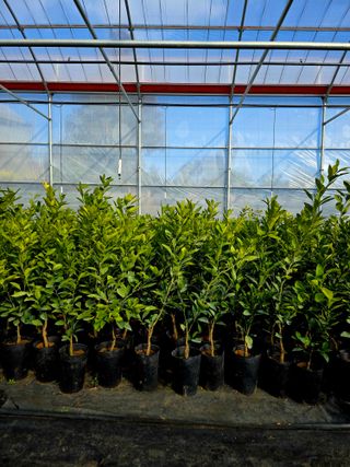 민성종묘(감귤묘목)님의 귤 · 영농일지 작성글 사진