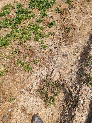 라온베리님의 시금치 · 영농일지 작성글 사진