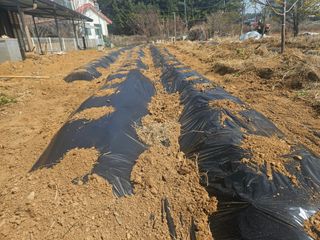 호박12662님의 기타작물 · 영농일지 작성글 사진