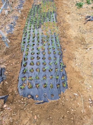 뚜벅이님의 기타작물 · 영농일지 작성글 사진