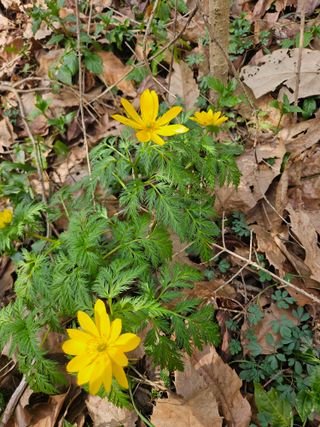 제주 지안이네농장님의 기타작물 · 영농일지 작성글 사진