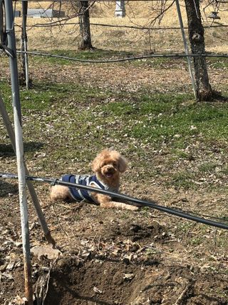 바람소리님의 기타작물 · 영농일지 작성글 사진