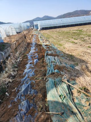 정조연님의 기타작물 · 영농일지 작성글 사진