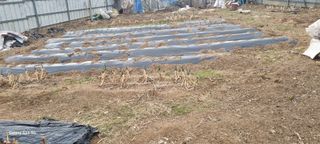 감자5892님의 기타작물 · 영농일지 작성글 사진