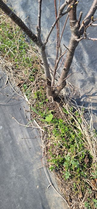 박종화님의 기타작물 · 영농일지 작성글 사진