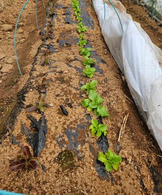 멧돼지님의 기타작물 · 영농일지 작성글 사진