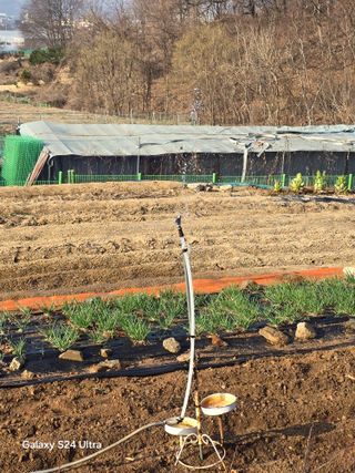 소병찬님의 양파 · 영농일지 작성글 사진