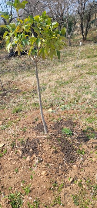 박종화님의 기타작물 · 영농일지 작성글 사진