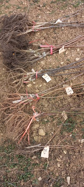 고병길님의 기타작물 · 영농일지 작성글 사진