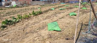 감자5892님의 기타작물 · 영농일지 작성글 사진