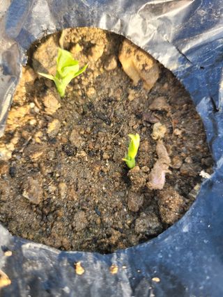 알렉산더님의 기타작물 · 영농일지 작성글 사진