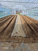 팜모닝 고추·영농일지 게시글 이미지