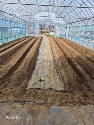 한양희님의 고추 · 영농일지 작성글 사진