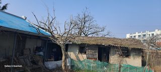 김윤철님의 감 · 영농일지 작성글 사진