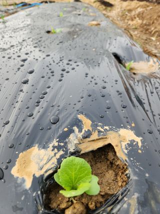 양기수님의 기타작물 · 영농일지 작성글 사진