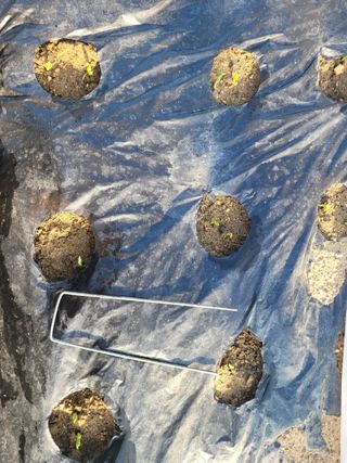 알렉산더님의 기타작물 · 영농일지 작성글 사진